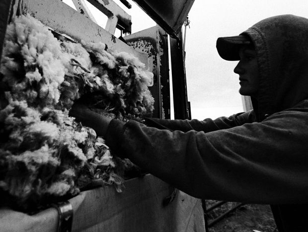 Shearing